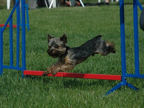 Extreme Agility víkend - sobota