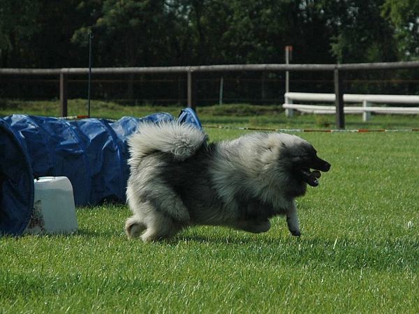 Extreme Agility víkend - sobota