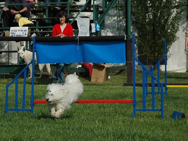 Extreme Agility víkend - sobota