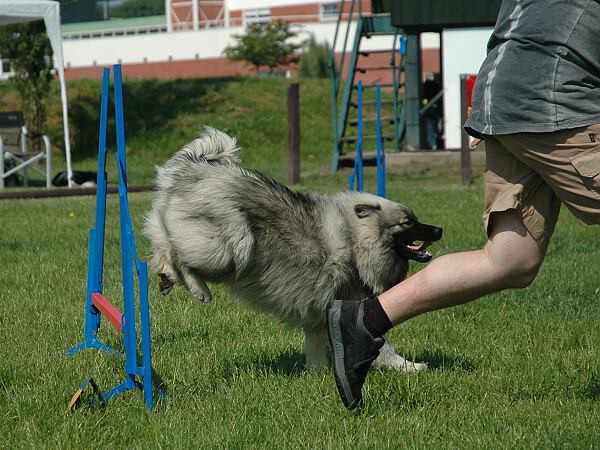 Extreme Agility víkend - sobota