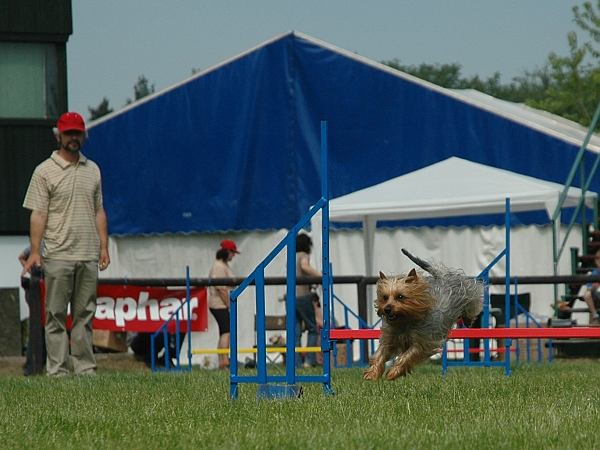 Extreme Agility víkend - sobota