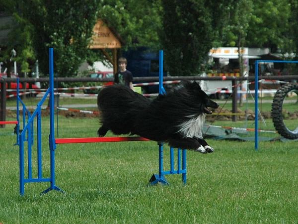 Extreme Agility víkend - sobota