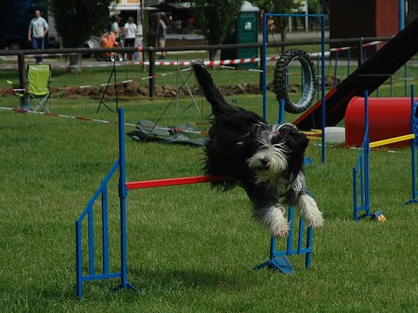 Extreme Agility víkend - sobota