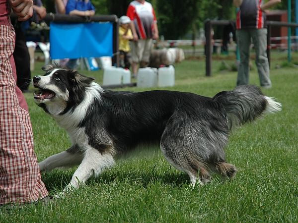 Extreme Agility víkend - sobota