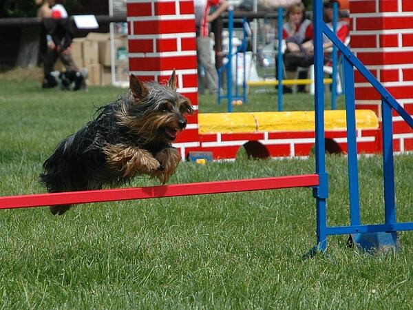 Extreme Agility víkend - sobota