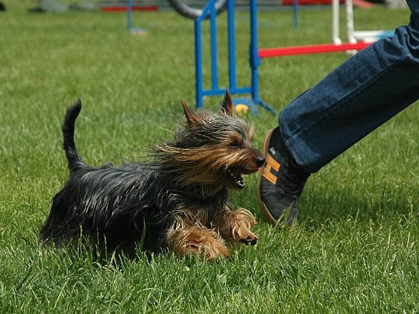 Extreme Agility víkend - sobota