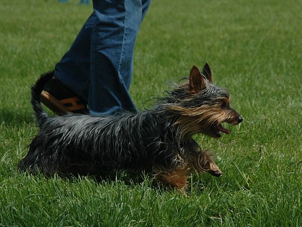 Extreme Agility víkend - sobota