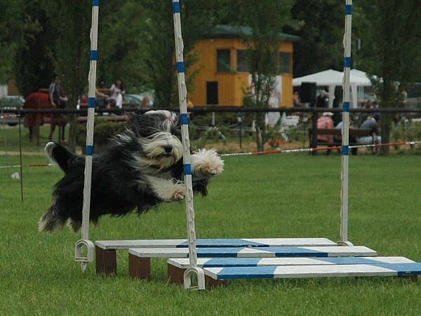 Extreme Agility víkend - sobota