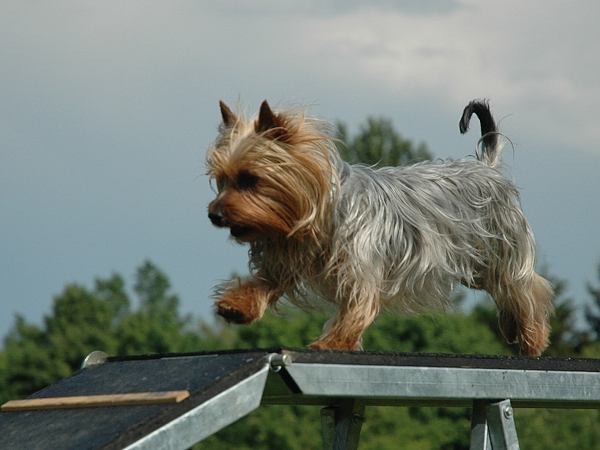 Extreme Agility víkend - sobota