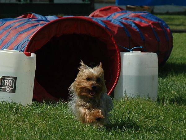 Extreme Agility víkend - sobota