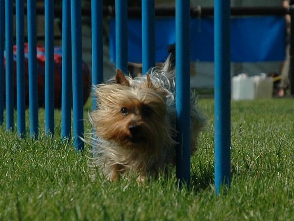 Extreme Agility víkend - sobota